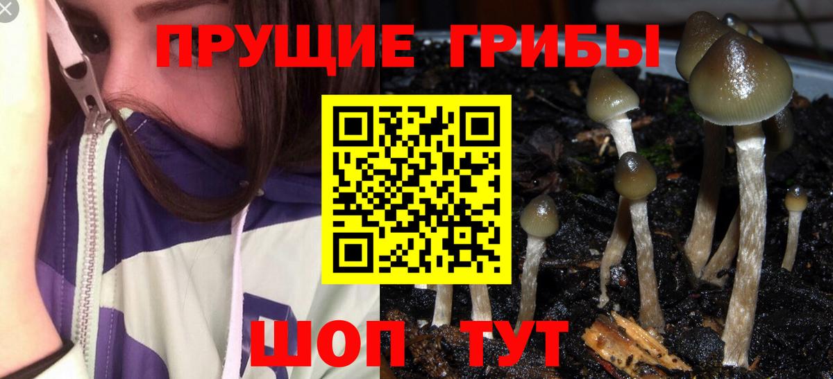 Псилоцибиновые грибы Magic Shrooms  Вход с VPN  Псилоцибиновые грибы Magic Shrooms  Богородицк 